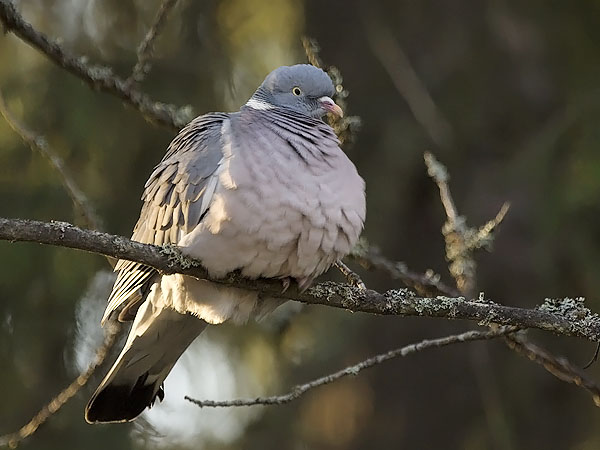 Sepelkyyhky, Common Wood Pigeon, Columba palumbus